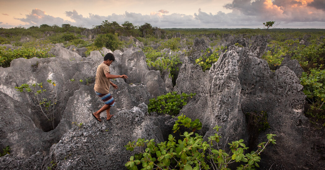 La peligrosa caza de cangrejos de los cocoteros en una remota isla polinesia