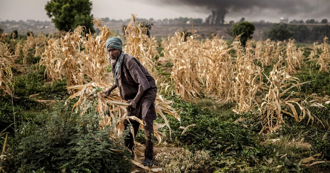 Las plagas invasoras pueden drenar billones de las economías africanas, concluye un estudio