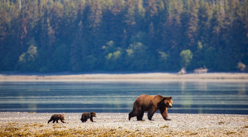 Biden planea restaurar las protecciones forestales de Alaska despojadas de Trump