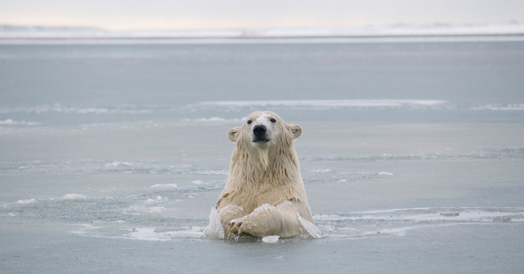 Biden suspende arrendamientos de perforación en el Refugio Nacional de Vida Silvestre del Ártico
