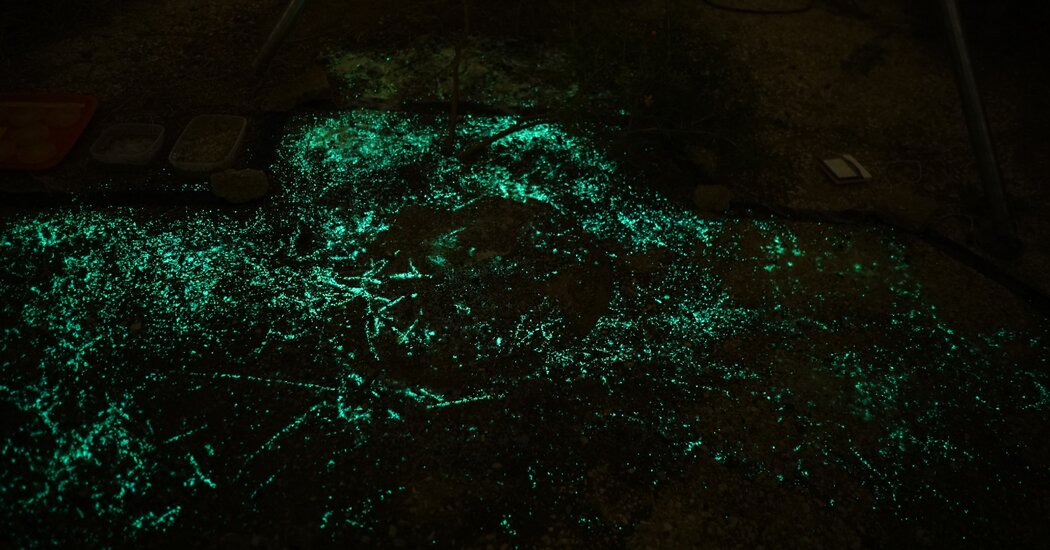 Cómo las bacterias brillantes en la suciedad podrían algún día salvar vidas