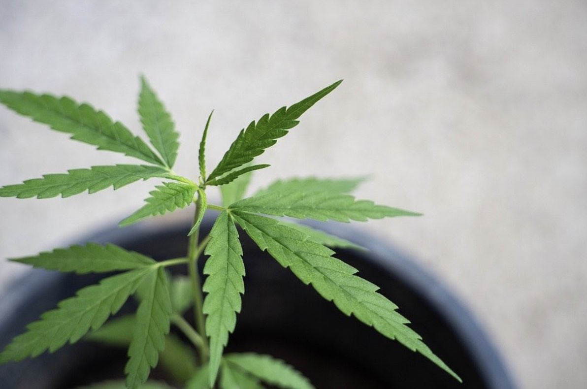 planta de marihuana