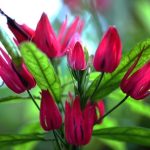 Flores llamativas de invierno