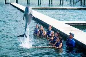 Nadar con delfines en Cancún 2