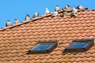pájaros en el tejado