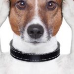 estres en perros