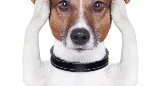 estres en perros