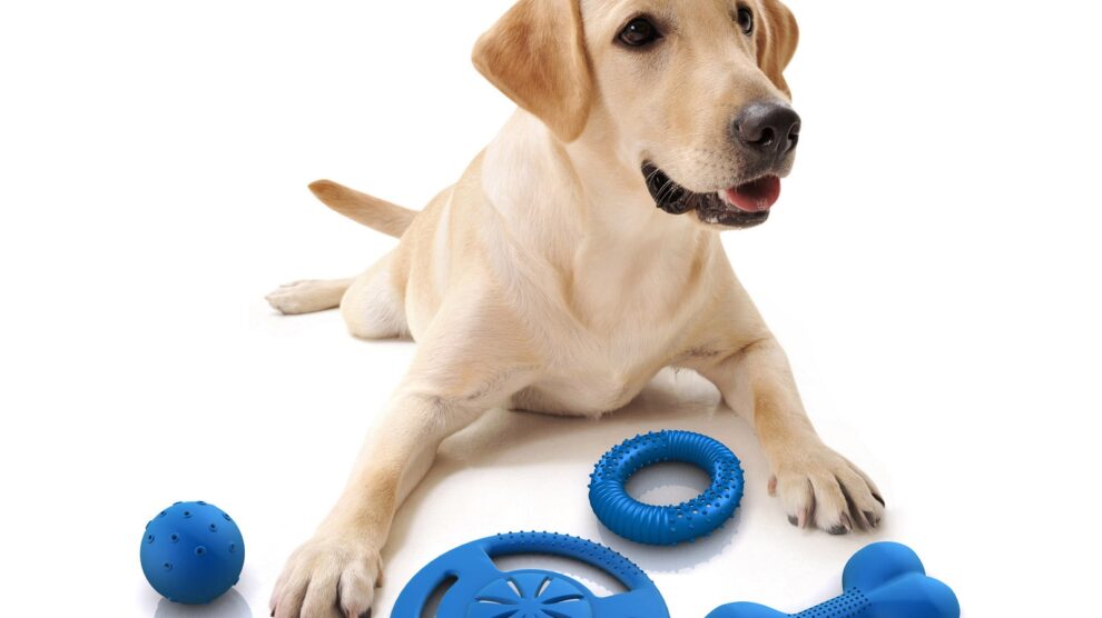 La importancia de proporcionar juguetes adecuados para morder en perros