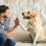 enseñar a tu perro