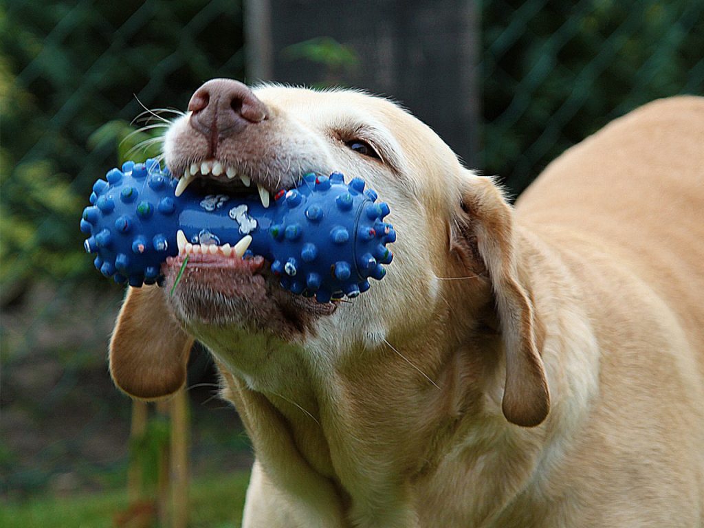  juguetes adecuados para morder en perros