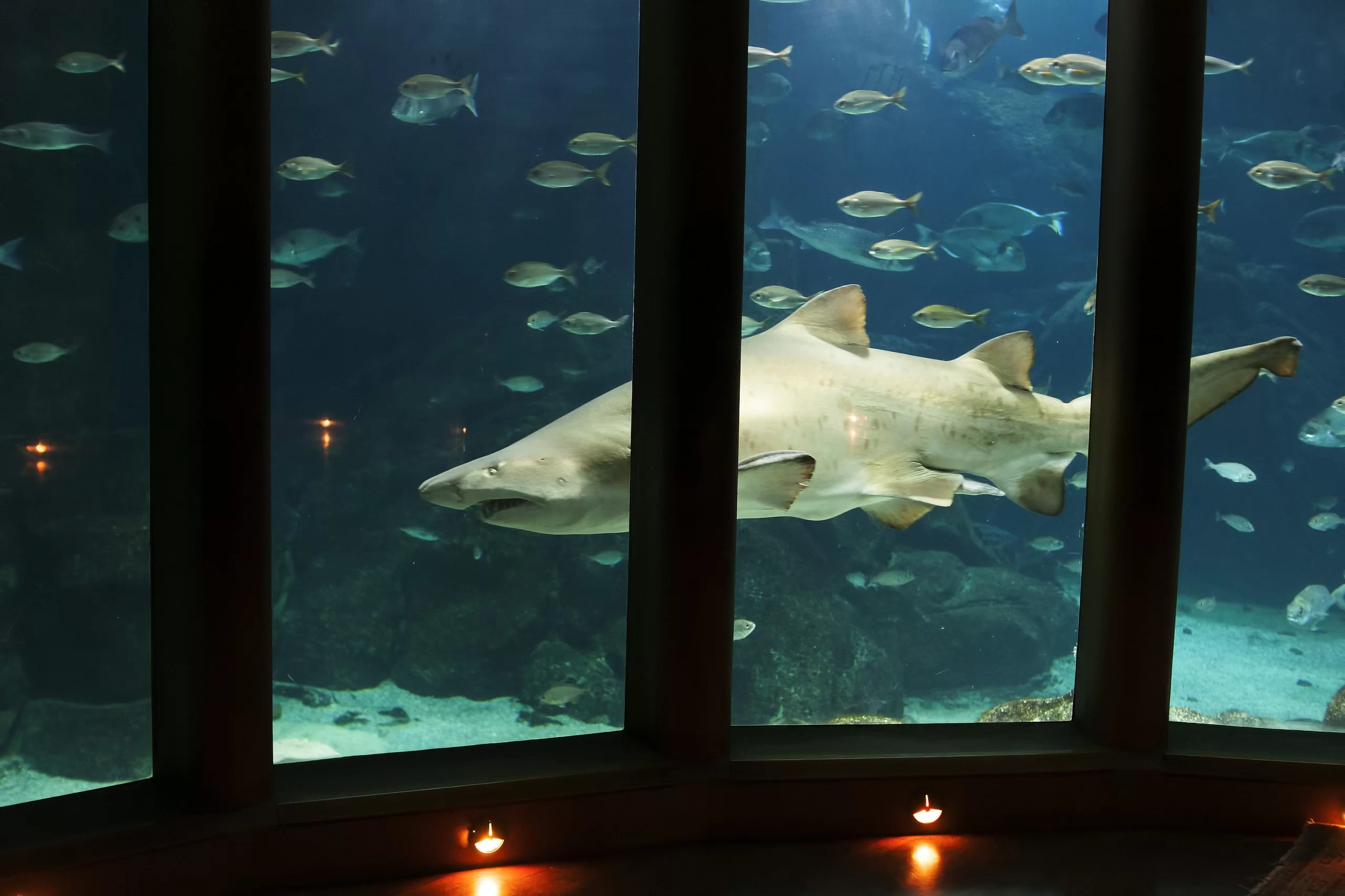 Acuario Finisterrae