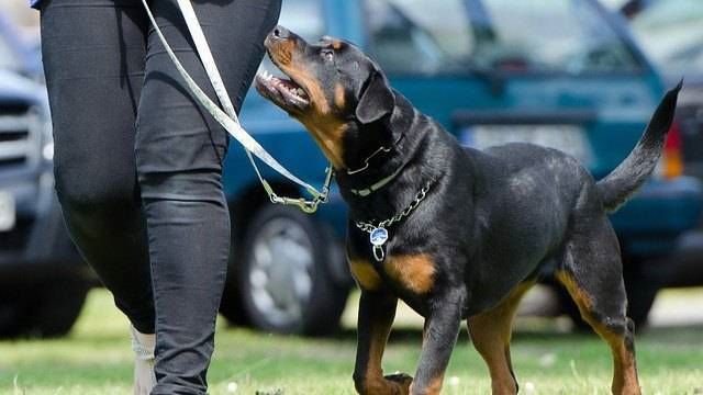 Técnicas infalibles para enseñar a tu perro a no ladrar en exceso