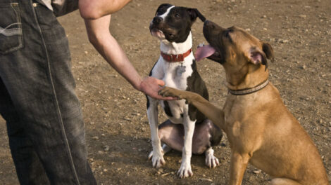 entrenamiento en obediencia básica para tu perro