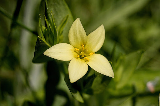flora end&eacute;mica gallega