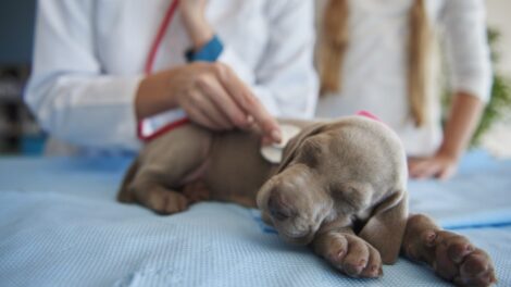 ¿Por qué es importante llevar a tu mascota al veterinario regularmente?