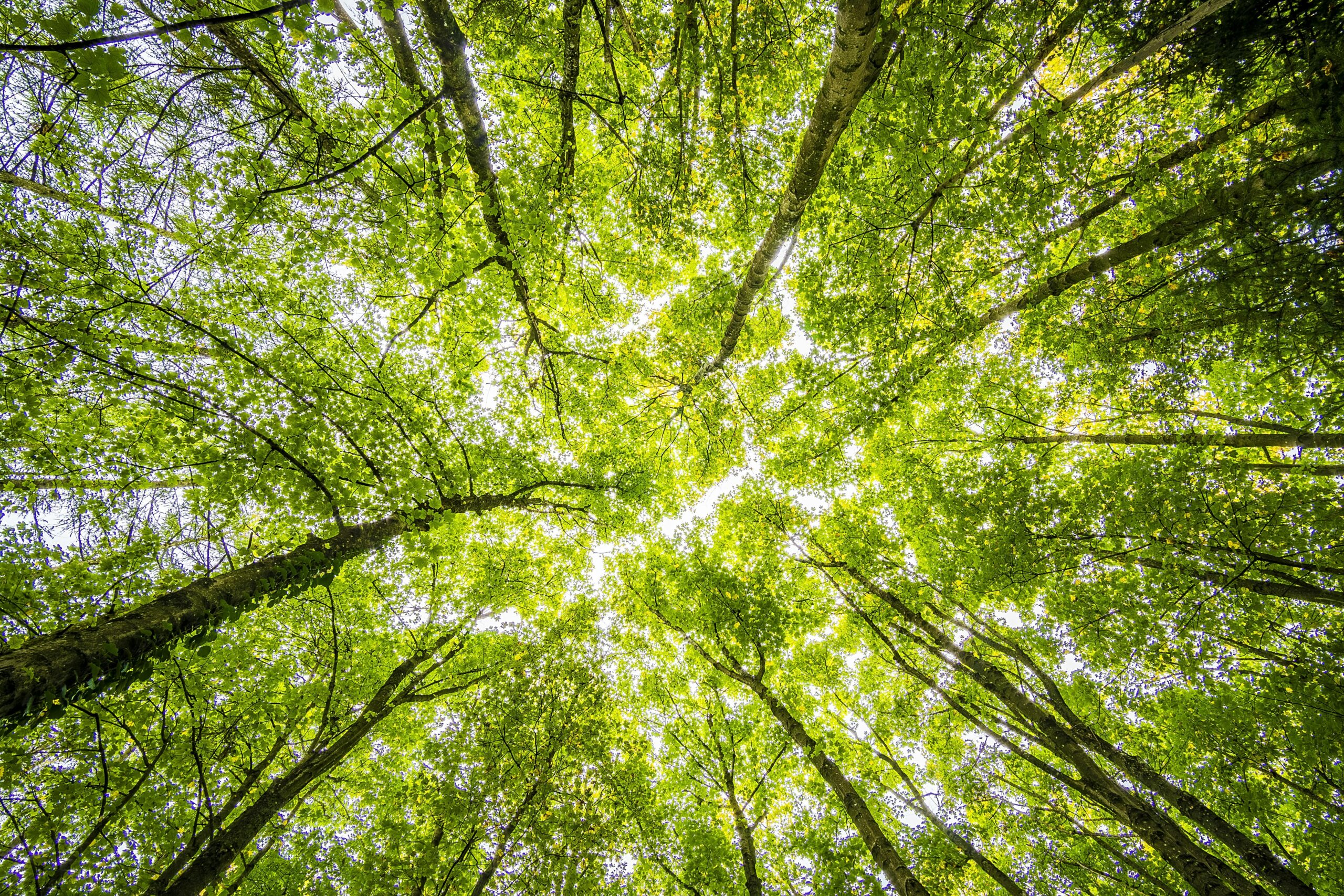 Bosque verde con luz solar filtrándose entre los árboles