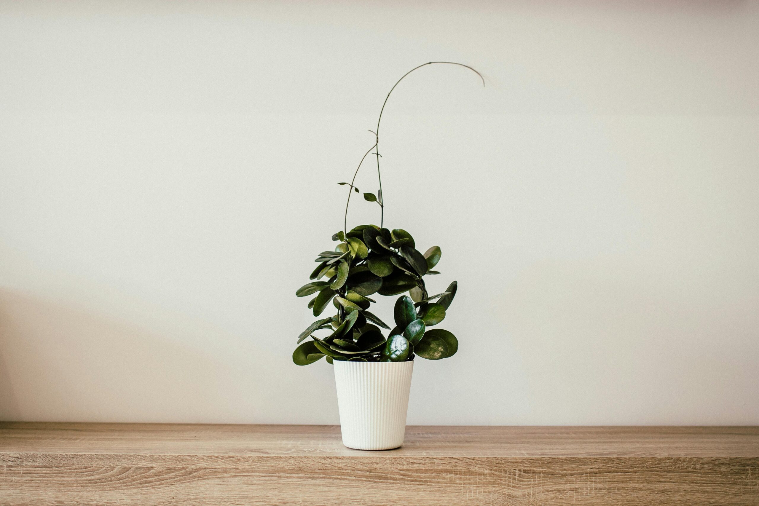 Plantas de interior en macetas decorando el hogar